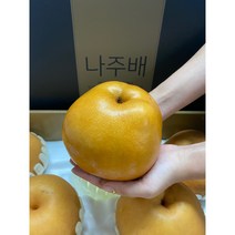 나주 22년 수확 남녀노소 즐겨먹는 가정용 특품 프리미음 나주 신고 배 5000g, 햇배 가정용 5kg(8~10과)