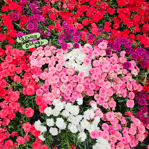 카네이션 [3포트] 꽃색랜덤 (복남이네 야생화 모종 석죽 디안서스 dianthus), 1개