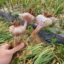 농랑부랑 2023년 첫 수확서산 육쪽마늘 햇마늘 통마늘 저장마늘 한접 반접, 대, 한접(100개)