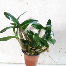 대명석곡(짜보)