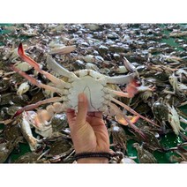 [올푸른푸드] 가을 제철 활꽃게 꽃게 숫꽃게 암꽃게 급냉 냉동꽃게 산지직송 당일조업 crab, 충남 서천 꽃게 2kg (3~4미 내외), 1개