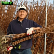 감나무 묘목 1년생 흑감 대봉 차량단감 둥시 야오끼대봉 태추단감 두리 월하 단감나무 묘목, 중묘