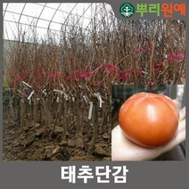 아삭아삭 태추 단감 묘목 4주 hsc