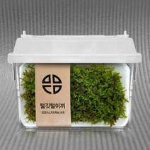 재료 diy 식물 테라리움만들기 테라리움 이끼 비바리움, 1개