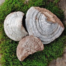 지리산뱀사골 야생 말굽 말발굽 버섯 절편 300g 600g, 말굽버섯 300g 절편