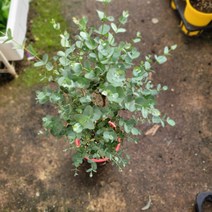 유칼립투스 대형 품종랜덤 70-95cm 199, 1개