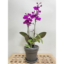 퀵 배송 서초개업화분 교대승진화분 수서승진축하난 서초승진축하화분 건대축하화분 잠실난배달 송파축하화분 문정꽃배달 사당꽃배달서울서초개업화분 서울화분 서울화분배송 구의축하화분 개업축, 2.핑크
