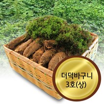 고씨네농가 난발더덕 산마루더덕 더덕바구니3호상, 바구니3호(3kg)