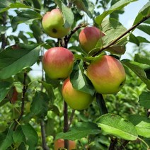 묘목/ 사과나무 루비에스/접목1년생/중묘/10주 CH165