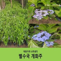 착한가격나무생각 별수국 개화주*화분묘 1주