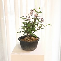 [목요일의 식물] 라일락 분재