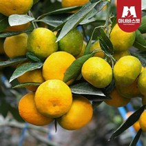 마녀바스켓 [T]제주도 극조생 감귤 4.5kg_로얄과(S~M)