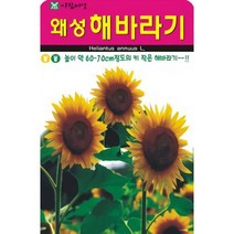 높이 약 60-70cm 정도의 키 작은 왜성 해바라기 씨앗 50립