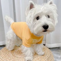 자칠 강아지 옷 고양이 얇은 거 곰법 싸움 고양이 여름 강아지 여름 애완동물 샤코키 테디 여름 옷 고양이, 오렌지