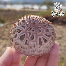 참나무배지 생표고버섯 750g 파지 특품, 하급, 1개