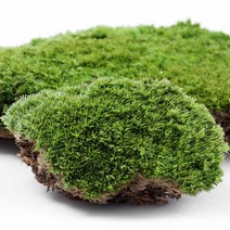미니분경 이끼(1p) 화분 테라리움, 단품