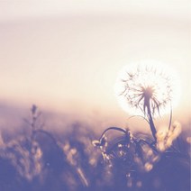 떡메모지 100매 - 민들레 / 메모장 엽서 편지지 그림, 떡메모지 100매 - 민들레 / 메모