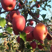 착한가격 나무생각 사과나무(미시마)*1등묘