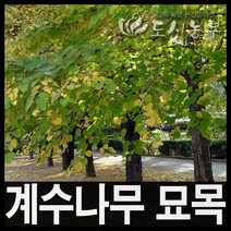 계수나무 실생2년뿌리묘 10주묶음