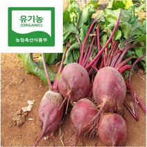 국내산 유기농 레드비트 5kg, 1개