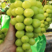 천안 프리미엄 샤인머스켓 특상품 2kg 망고포도 청포도, 2000g, 상세페이지 참조, 상세페이지 참조, 상세페이지 참조