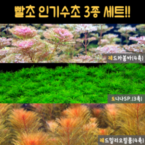 빨초 인기유경수초 3종 세트(레드밀리오필룸 레드카붐바 토니나sp)