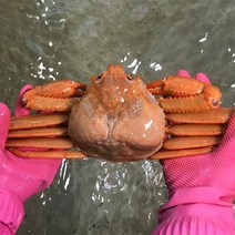 자연맛남 [울진홍게] 먼 바다조업 울진 후포 박달홍게 2kg(생물/4-5마리), 1