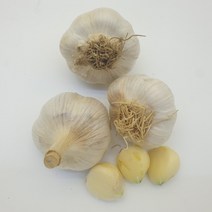 2022년도 햇 홍산마늘 종자 3kg (식용 종자용 모두 가능) 홍산마늘종구 홍성 마늘 씨앗 반접, 2022 홍산마늘 3kg, 1개