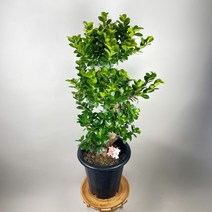 가지마루팬다 팬다 S자수형 대품