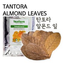 탄토라 알몬드잎 [12~18cm] [중] [벌크포장], 단품