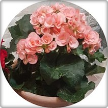 장미베고니아 엘라티올베고니아 3포트분 꽃화분 반려식물 플랜테리어, 화이트