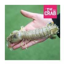 [더꽃게] 제철 갯가재 쏙 10kg 냉동 바다가재, 상세 설명 참조