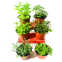 미스터허브 실내 공기정화식물 식용허브 키우기 화분 분갈이 인테리어 식물, 84_애플민트(중품)