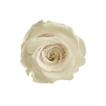 프리저브드 장미 머리(head) - 컬러 로즈 보존화, 라지(4~4.5cm), 장미 HEAD(머리) 화이트