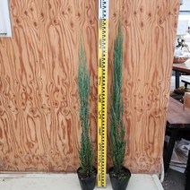 블루애로우 80~100cm 상록수 서산조경마켓, 10개