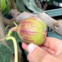 당일수확 영암 홍무화과 500g (5-8과내외) 무화과 열매 산지직송, 1개