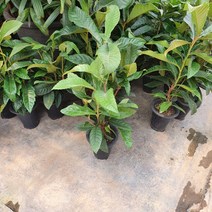 꽃백화점 비파나무 중대품 40~70cm 119