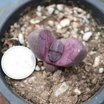 더피움 미니 다육식물, 1개, 48.자제옥