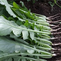 빨간장화농장 맛있는 열무 얼갈이 산지직송, 4kg 열무, 1개
