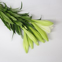 흰색 백합 백합꽃 (강남 고속터미널꽃시장 도매시장에서 발송하는 생화택배) 꽃정기구독가능, 백합 외대(한줄기에 한송이)10대10송이, 비슷한 느낌의 꽃으로 변경(다른꽃or다른색), 금~일요일 구매시 (화요일 도착)