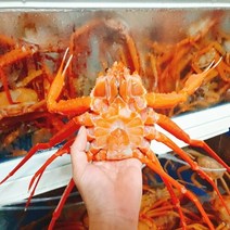 [프레쉬푸드] 국내산 동해 홍게 3kg 10~11마리, 단품