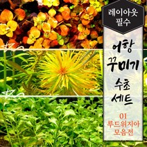 [미초] 키우기 쉬운 튼튼한 초보 수초 세트 (루드위지아 모음전) 12촉/16촉 랜덤발송 / 어항 수초 / 레이아웃 / 구피 수초 / 치어 수초 /, 12촉