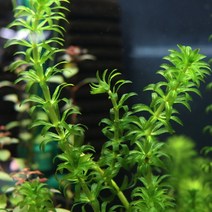 검정말 수초 2촉 (7~10cm), 1개