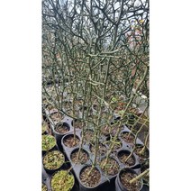 탱자나무묘목5주 / 실생6년 포트묘