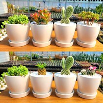 그리너리농장 다육이 미니선인장 4P 세트 인테리어식물, 큐티다육세트, 4개