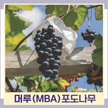 포도나무 묘목 MBA 머루포도 결실주(분) 1개