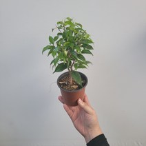 외목대 청벤자민 소품 목대형성 15~25cm 35