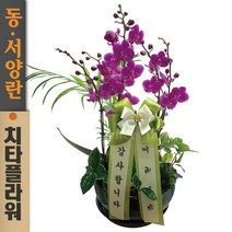 치타플라워 만천홍 서양란 승진 축하 생일 개업 이사 화분 [CT05A-01] 서양난 미니 호접란 전국 당일 배송 꽃배달