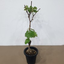 거봉포도나무 흑보석 화분묘 화분채배송