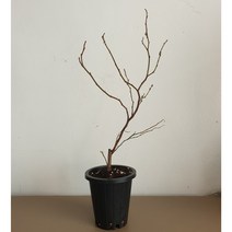 블루베리묘목 한나초이스묘목